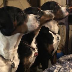 Greater Swiss Mountain Dogs from Legacy Creek