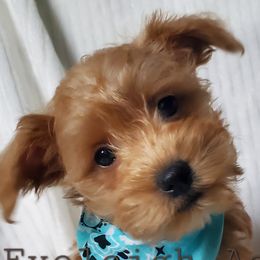 Girl 1 - Schnoodle puppy from Eveleigh Acres Puppies