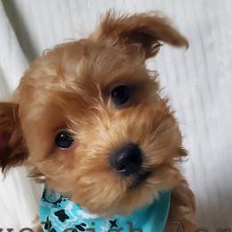 Girl 1 - Schnoodle puppy from Eveleigh Acres Puppies