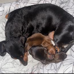 Honey - Dachshund