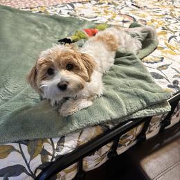 Maltipoo All Grown Up from Tiffany Akins
