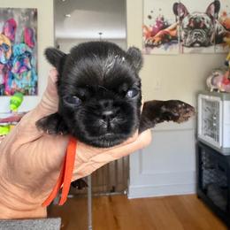 Sarah - Black female Brussels Griffon puppy in Gastonia, North Carolina from BZB Frenchies, Griffs & Long hair Chihuahuas