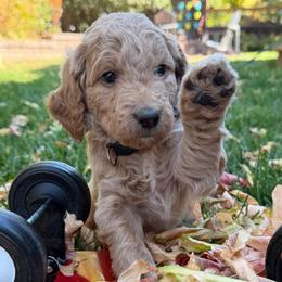 Winnie - Apricot female Goldendoodle puppy in Fort Collins, Colorado from Fenna’s Goldendoodles