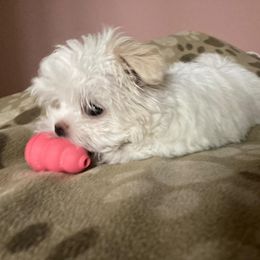 Maltese Puppies from T&C Maltese