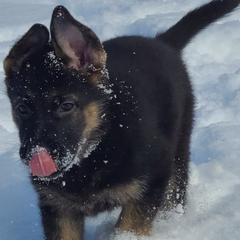 German Shepherds and German Shorthaired Pointers from High Flyers Kennel