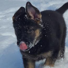 German Shepherds and German Shorthaired Pointers from High Flyers Kennel