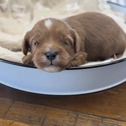 Pippin - Red male Cavapoo puppy in El Dorado Springs, Missouri from Cavish's Missouri Cavaliers, Cavapoos, and Miniature Poodles