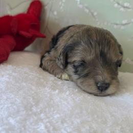Rachel ( white collar) - Merle female Schnoodle puppy in Novinger, Missouri from Stormi Sky Schnoodles