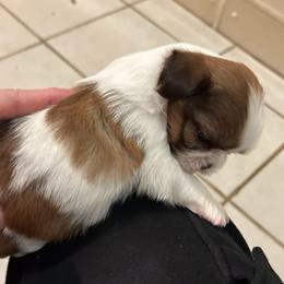 Brown and white boy - Gold and white male Shih Tzu puppy in Missouri from Anna's Babies in the Midwest