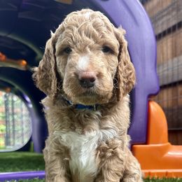 Goldendoodle puppies from Mountainview Mini Doodles