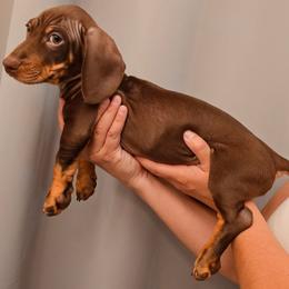 Chocolate - Chocolate and tan male Dachshund puppy in Hesperia, California from VOM HAUSE Imperial