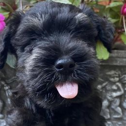 Miniature Schnauzers from Ali’s Black Diamond Miniature Schnauzers