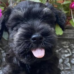 Miniature Schnauzers from Ali’s Black Diamond Miniature Schnauzers