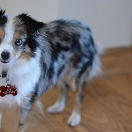 Toy Australian Shepherd All Grown Up from Texas Toy Aussies