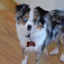 Toy Australian Shepherd All Grown Up from Texas Toy Aussies