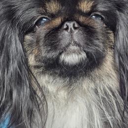 Sherri - Pekingese
