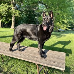 Nova - German Shepherd