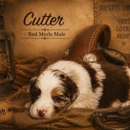 Cutter - Red merle male Australian Shepherd puppy in Ranger, Texas from Outback Mini Aussies