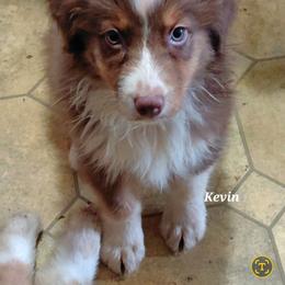 KEVIN - Red tri-color male Australian Shepherd puppy in Elk Creek, Missouri from Hearts on Fire Australian Shepherds