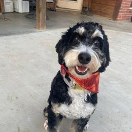 Sammy - Bernedoodle