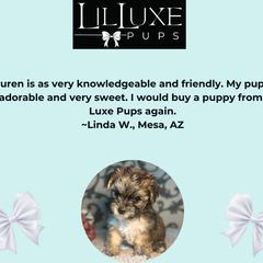 Morkie and Shorkie Puppies from Lil Luxe Pups
