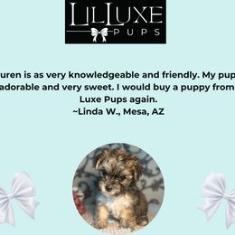 Morkie and Shorkie Puppies from Lil Luxe Pups