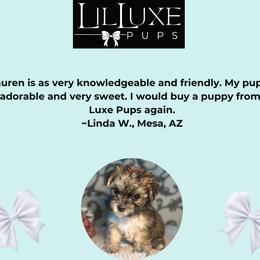 Morkie and Shorkie Puppies from Lil Luxe Pups