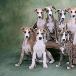 Whippet Puppies from In Vogue Whippets