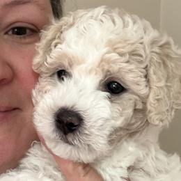 Boy 1 - male Assorted Doodle Crosses puppy in Auburn, Massachusetts from Poochon Paw