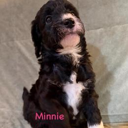 Girl 1 Minnie - Parti female Goldendoodle puppy in Kearneysville, West Virginia from Daydreamer
