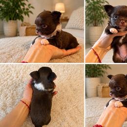 Choco girl - Chocolate female Chihuahua puppy in Miami, Florida from Natalias Tiny Puppies
