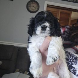 Cocker Spaniel Puppies from VanTrees Cocker Spaniels