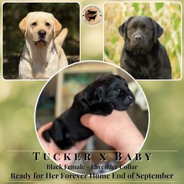Lavender Collar Female - Black female Labrador Retriever puppy in Fair Oaks, California from Twisted Ranch Retrievers