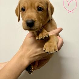 Pink - Yellow female Labrador Retriever puppy in Newaygo, Michigan from Royal Oak Gundogs