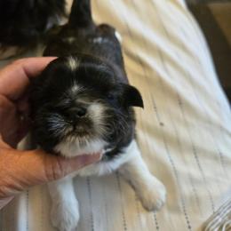 Boy darker - Brindle and white male Shih Tzu puppy in Missouri from Farm Animal Mommy Shih tzu's Michalek Dog Breeder