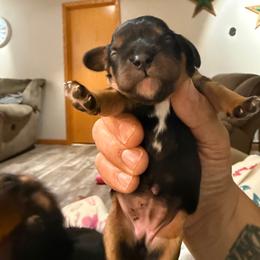 Raelyn - Black and tan female Cavalier King Charles Spaniel puppy in Kirksville, Missouri from Royal Country Cavaliers of Missouri