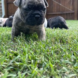 French Bulldog Puppies from Jackie’s French Bulldog’s