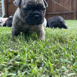 French Bulldog Puppies from Jackie’s French Bulldog’s