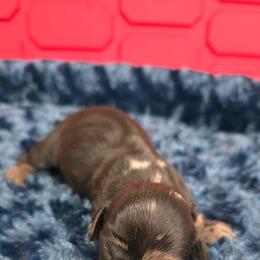 Solid dapple - Dapple male Dachshund puppy in West Plains, Missouri from Spring Creek Dachshunds