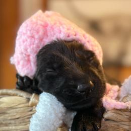 Heir - Black female German Shepherd puppy in Beryl, Utah from Von Den Mächtigen Kennels