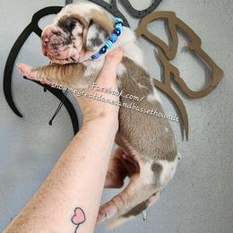 Blue Collar - Harlequin male Great Dane puppy in Alton, Illinois from Show Me Great Danes and Basset Hounds