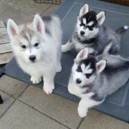 Siberian Husky Puppies from Trish's Siberians
