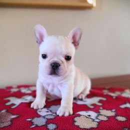 Winston - Cream male French Bulldog puppy in Rogersville, Alabama from Angel's Boston Terriers and French Bulldog