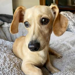 Holly - Dachshund
