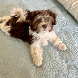 Havanese Puppies from Heavenly Havanese of Florida