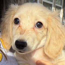 Honey - Cream female Dachshund puppy in Midland, Texas from Midessa Dachshund