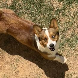 Axel - Pembroke Welsh Corgi