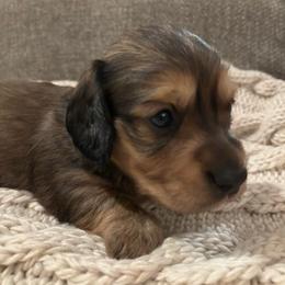 Shaded Cream - Cream male Dachshund puppy in Mesa, Arizona from Ruby Desert Doxies