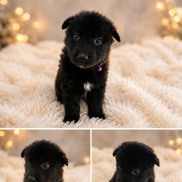 Reaper - Black male Belgian Sheepdog puppy in Virginia Beach, Virginia from Sea Major Belgians