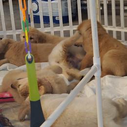 Golden Retriever Puppies from Nutmeg's Golden Puppy Dog
